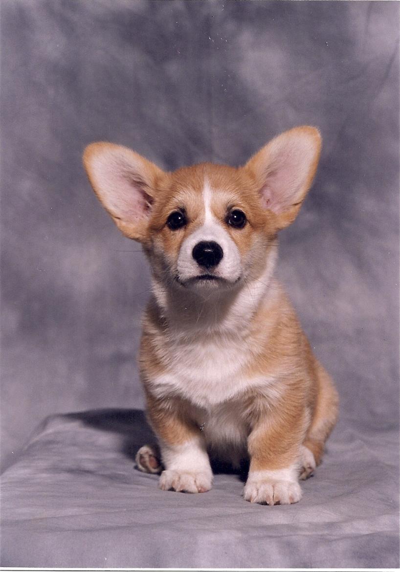 This is Wyndie, my first corgi, always in my heart, she is now with me in spirit.