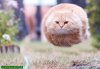 a.aaa-funny-cat-fly-no-legs.jpg