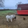 Chicken Tender