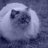 DebCat62