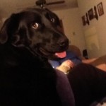Rosco